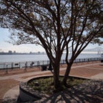 New Orleans Woldenberg Park